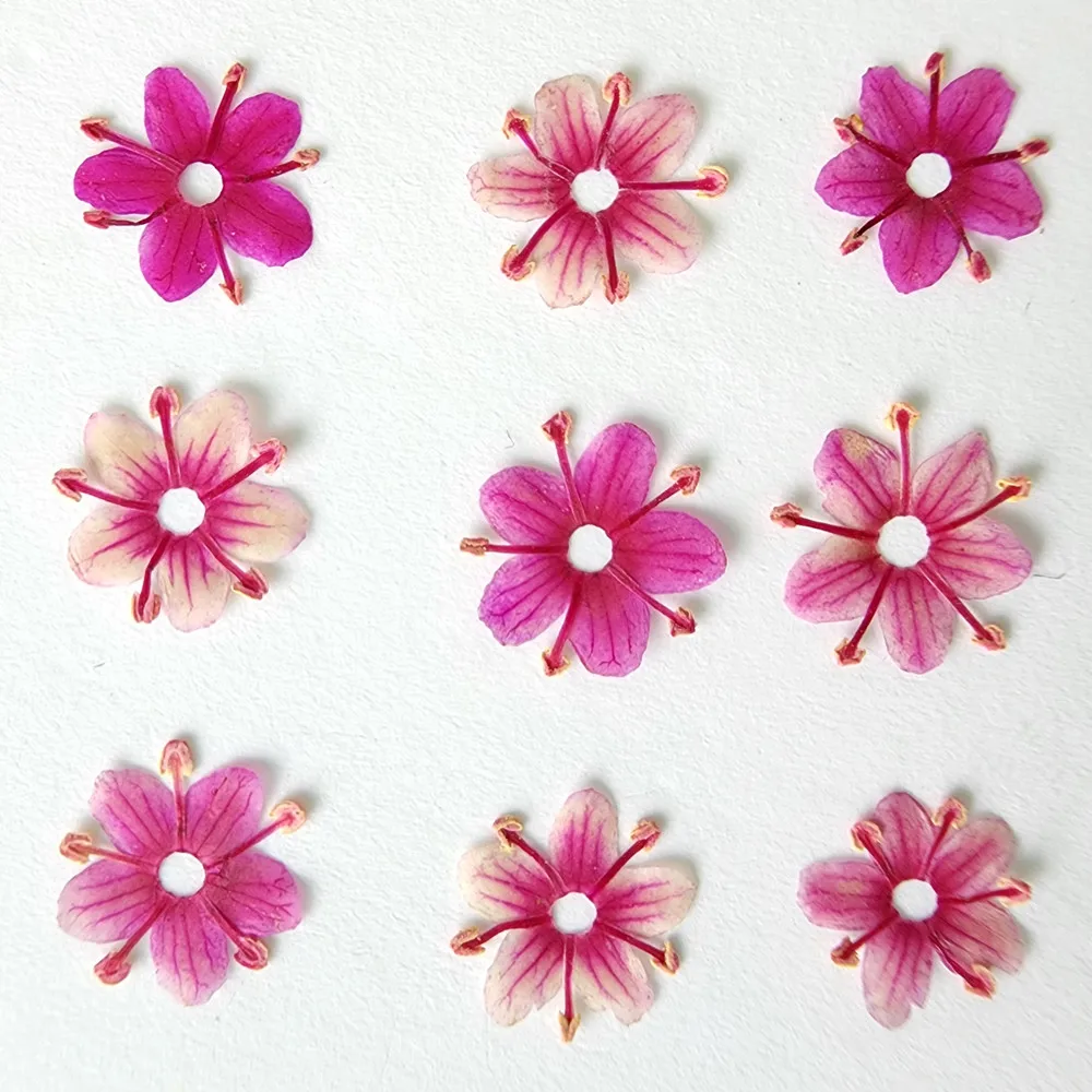 Hot sale new nail dried flowers nature pressed dried flowers for nail art dry flower nails