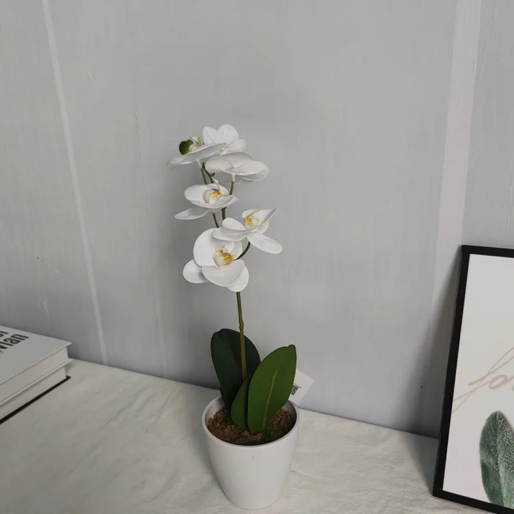 Factory Custom Small Indoor Decorative Factory Phalaenopsis Orchids Flower Plants Potted