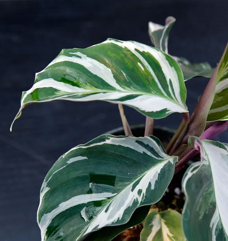 Оптовая продажа белое комнатное Горшечное зеленое растение Calathea Fusion для детской