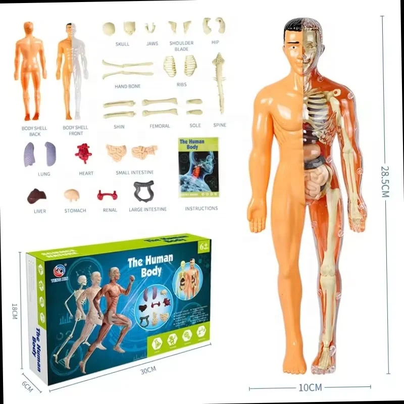Study learning human assembly model wholesale educational intelligent DIY science experiment kits toys