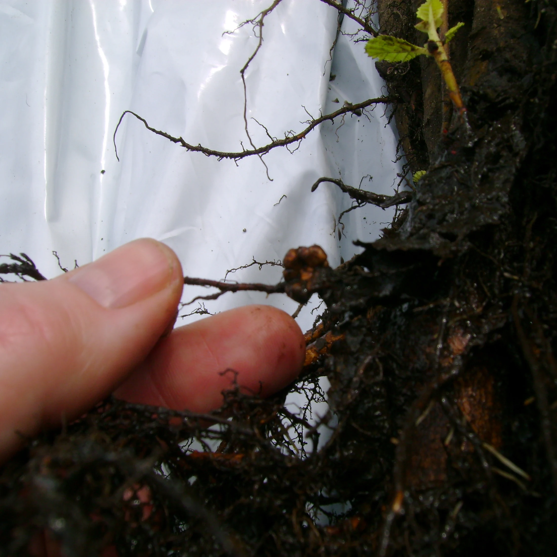 Rhizobium Bio Fertilizer or Pupuk IJO  biofertil inoculum  bacteria