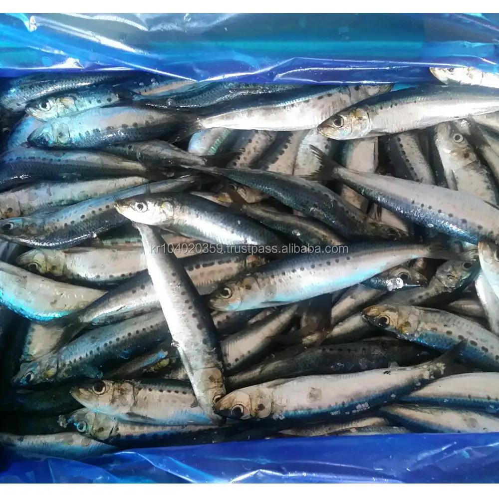 Korean Wholesale Best Selling Supplier Delicious Natural Frozen Seafood Fish Fishing Bait Sardine Fish for Bait