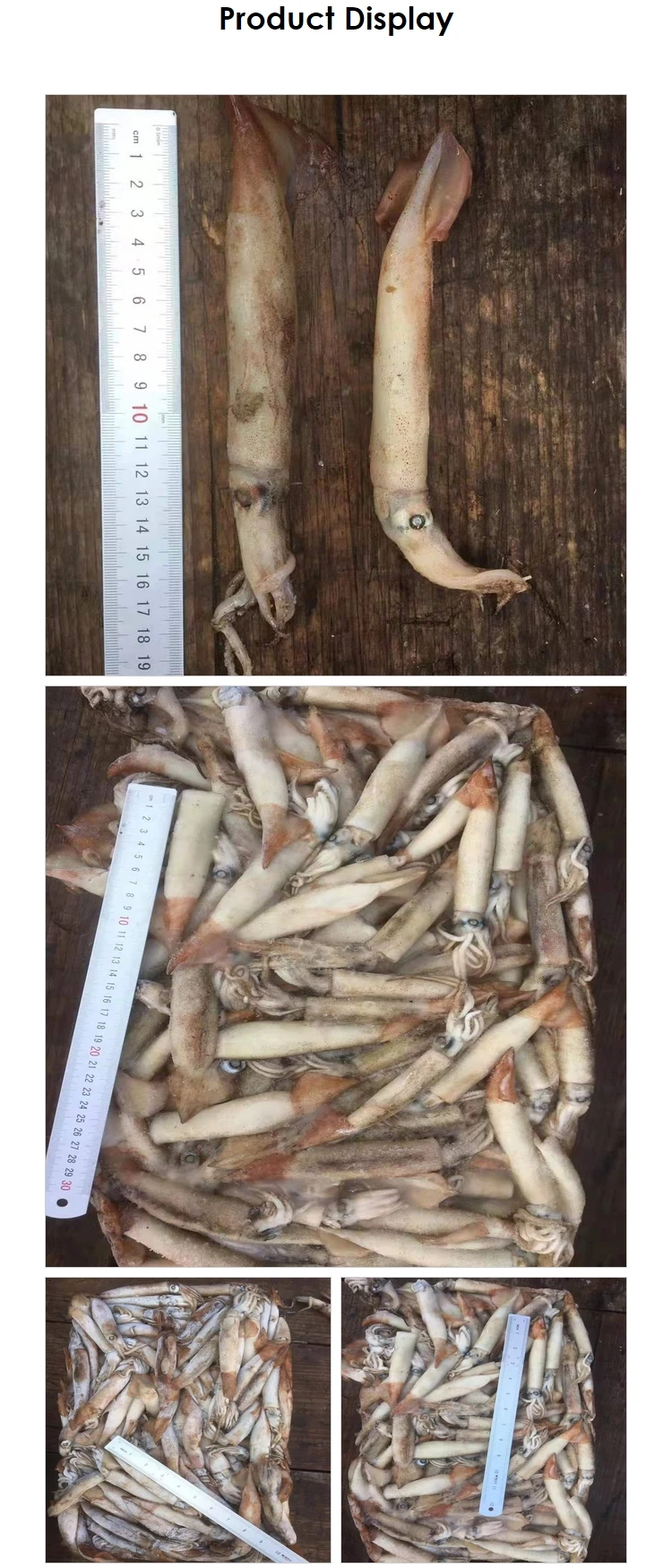 seafrozen illex squid Argentina