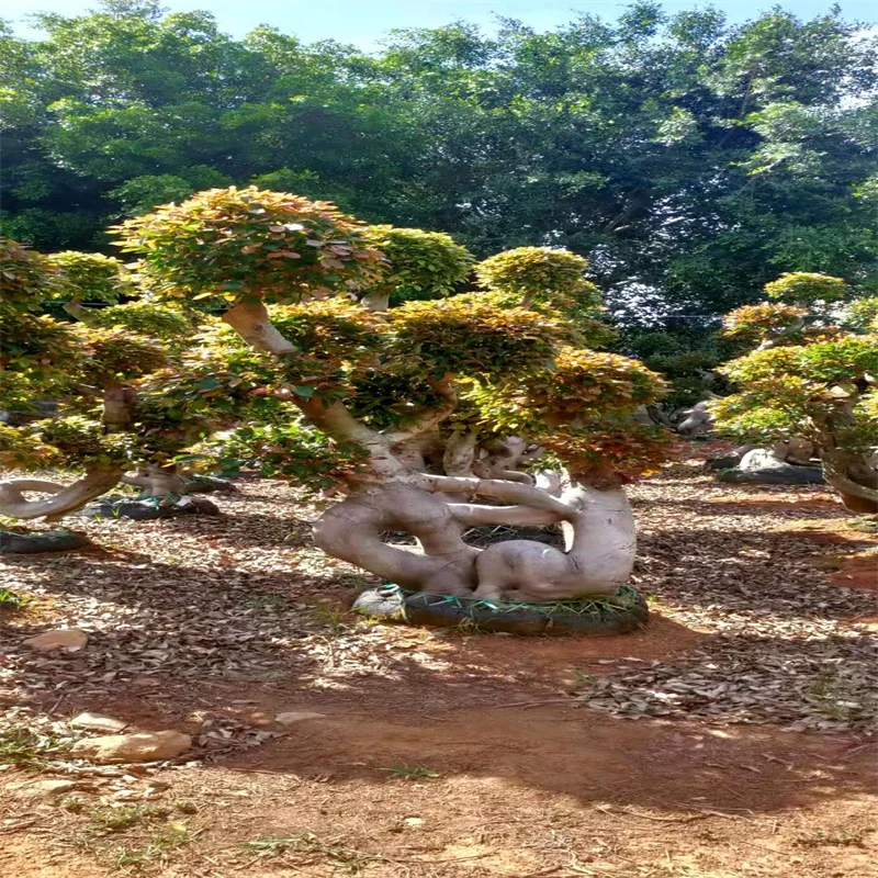 
Tropics Tree dragon ficus bonsai banyan tree bonsai China 