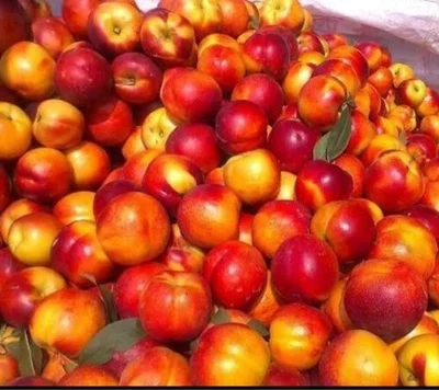 
Wholesale Crispy Delicious Sweet Natural Nectarine For Sales 