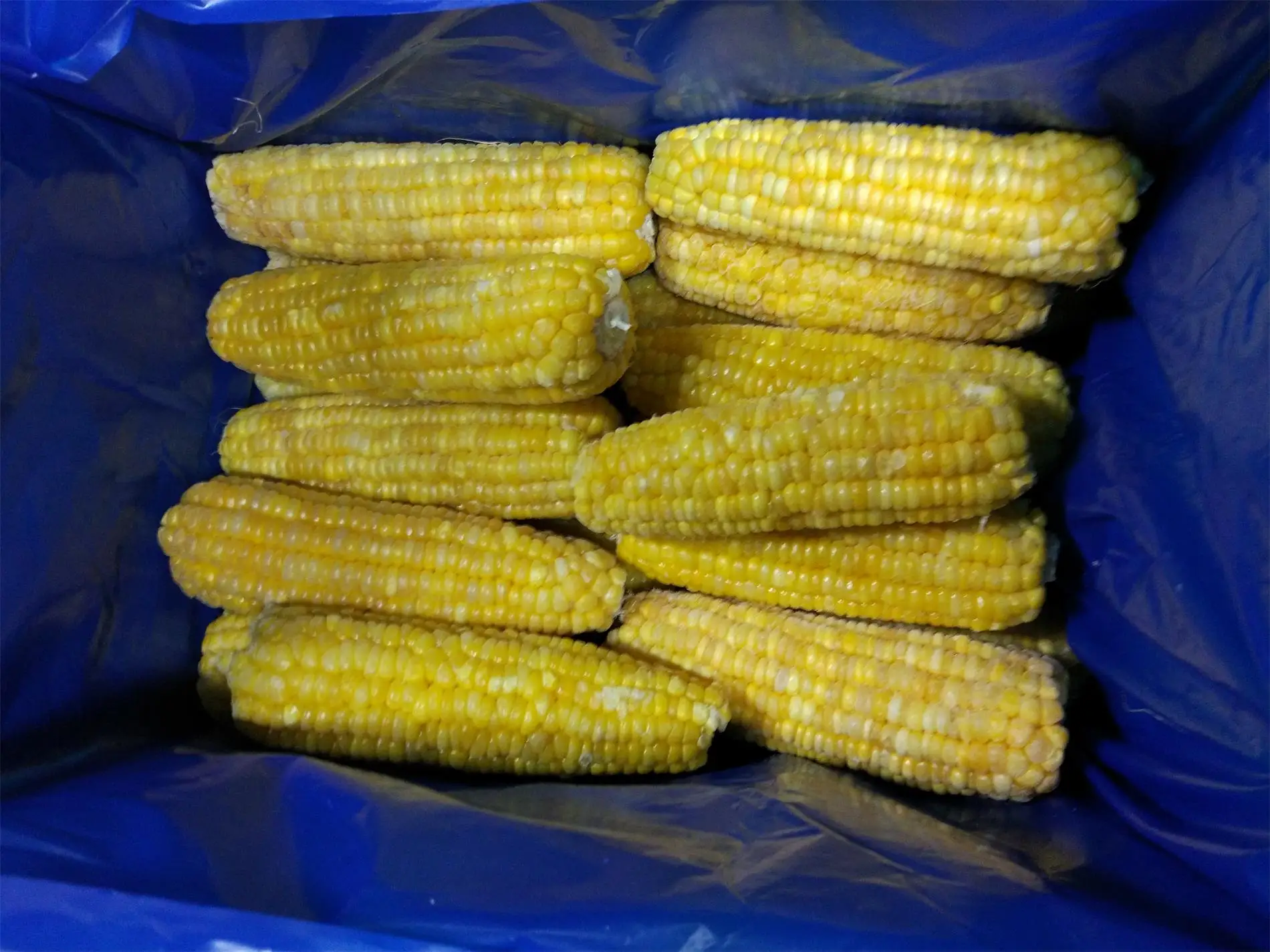 IQF Certified Frozen Vegetables Fresh Sweet Crispy Corn on the Cob in Bulk Whole and Blanched