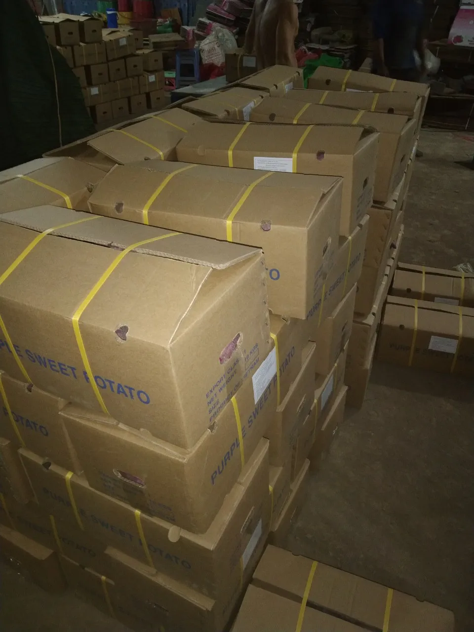 Qualified Sweet Potato for export original from Vietnam