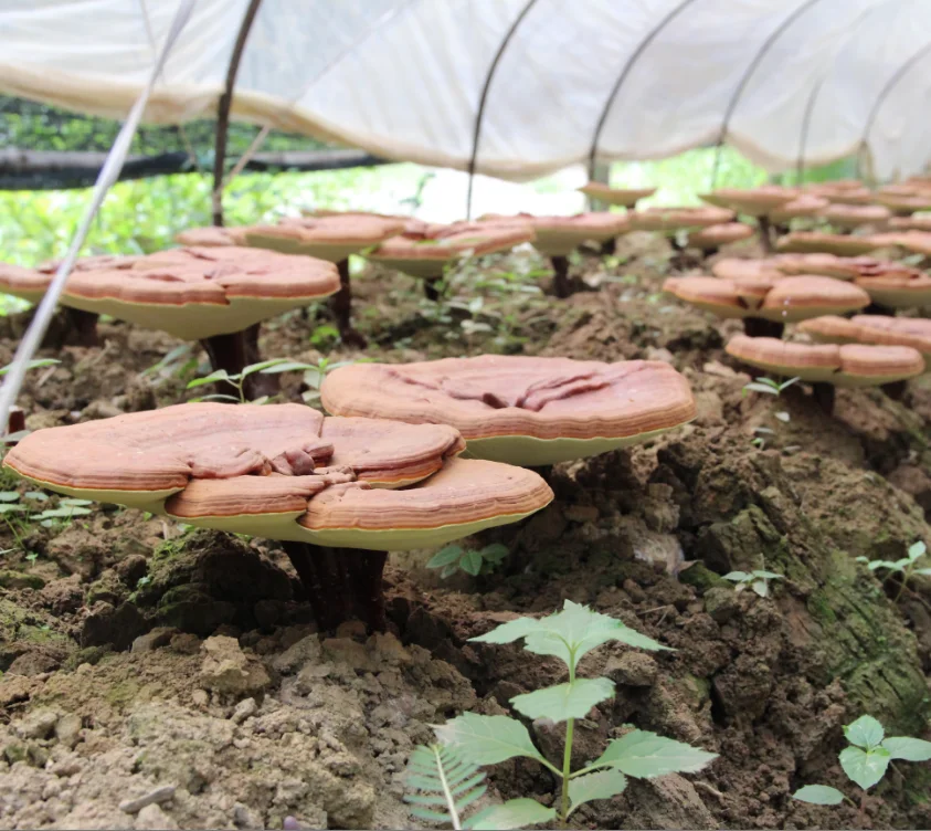 
Ganoderma Lucidum Mocha Coffee 