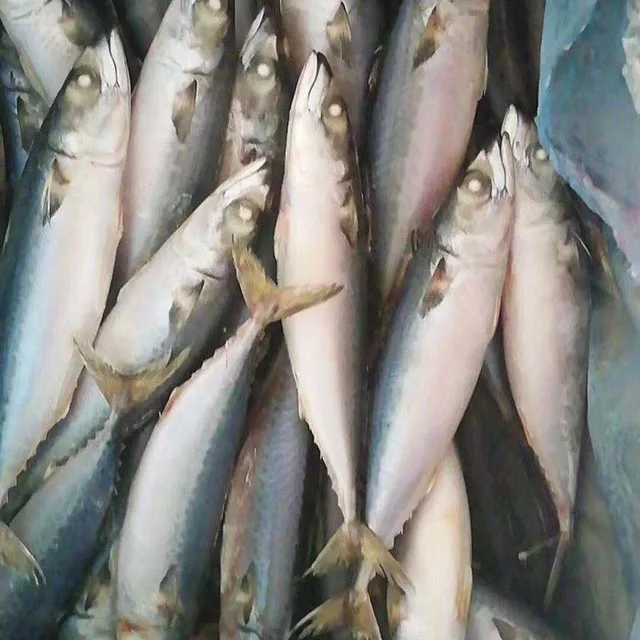 Замороженная скумбрия скомбер скомбрус