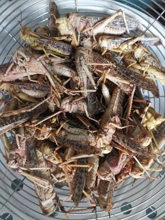 
Chinese with natural protein dried grasshopper 