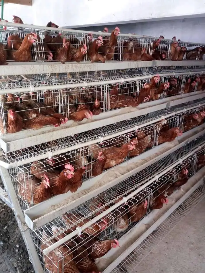 Cage De La Poule Pondeuse