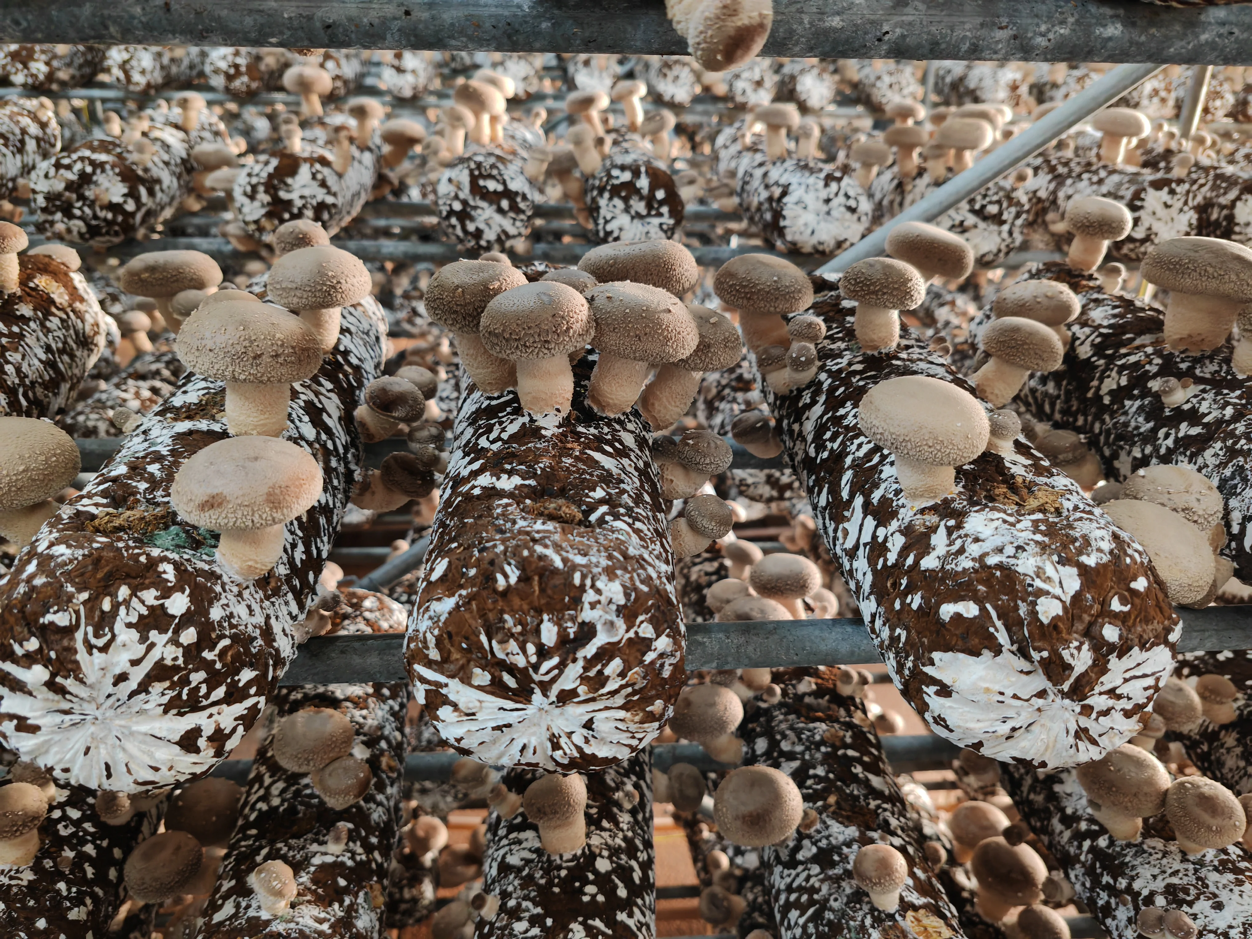 Shiitake Mushroom Spawn Mushroom Cultication Logs Fungi Substrate Champignons