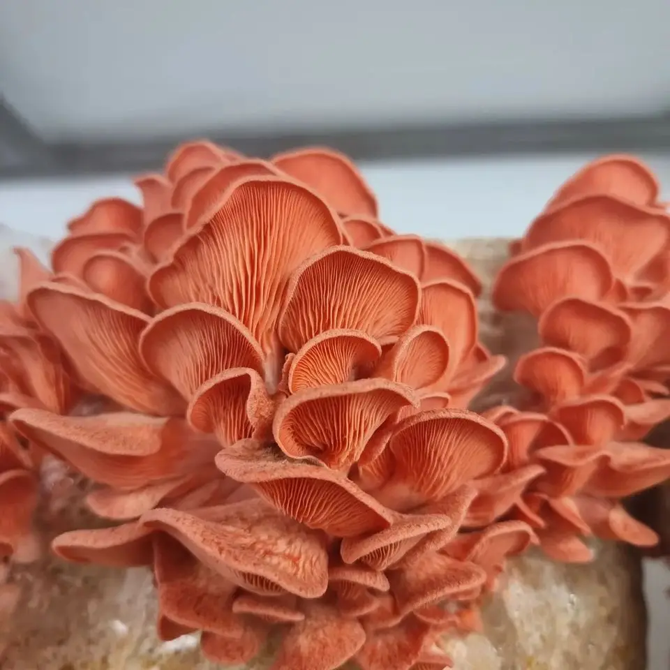 Top Quality cultivated mushroom sawdust spawn growing bag Pleurotus ostreatus spawn seed