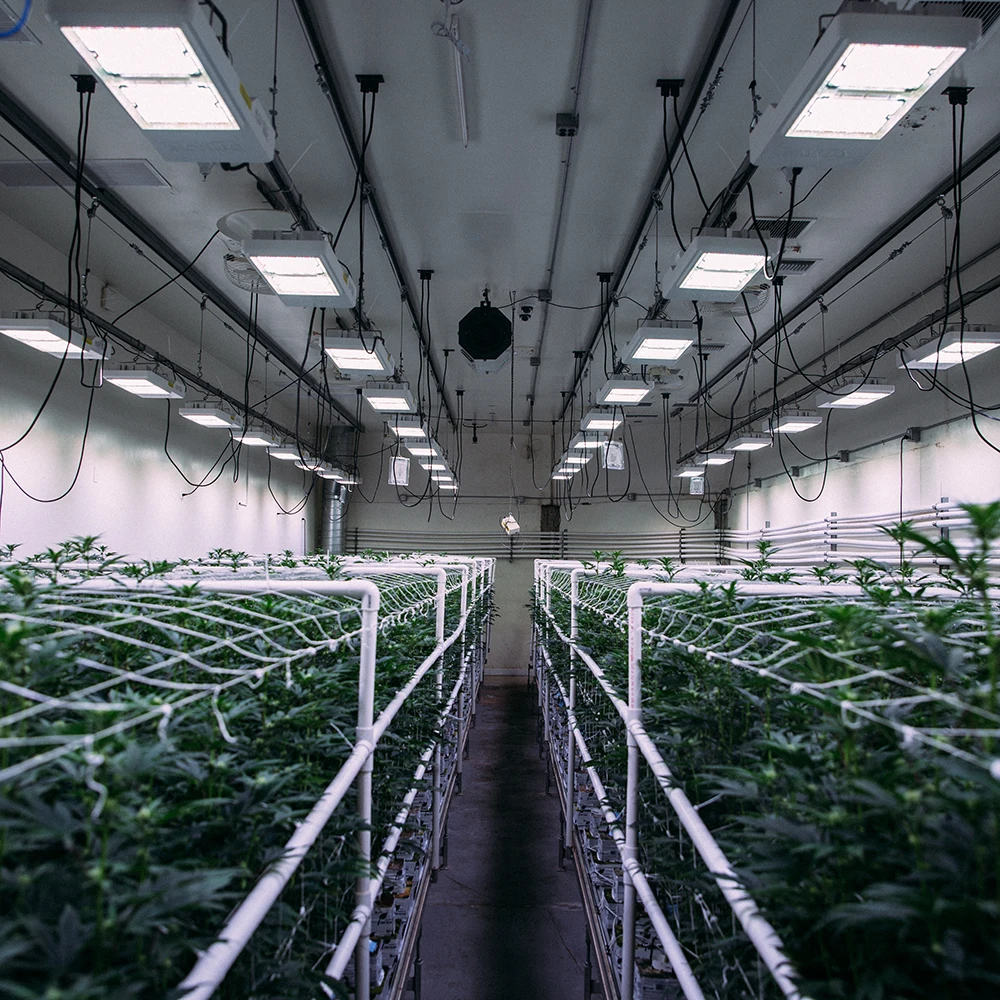 Cost-Effective 600W 800W Toplight Full Spectrum Indoor Plant Led Grow Light Replacing Hps Hid Cmh Grow Light 600W 1000W