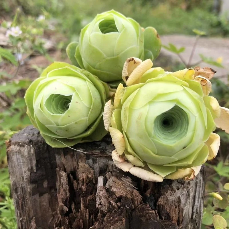 Artificial Pink Greenovia Succulent Greenoviaaurea Aeoniumaureum Wholesale Mountain Rose