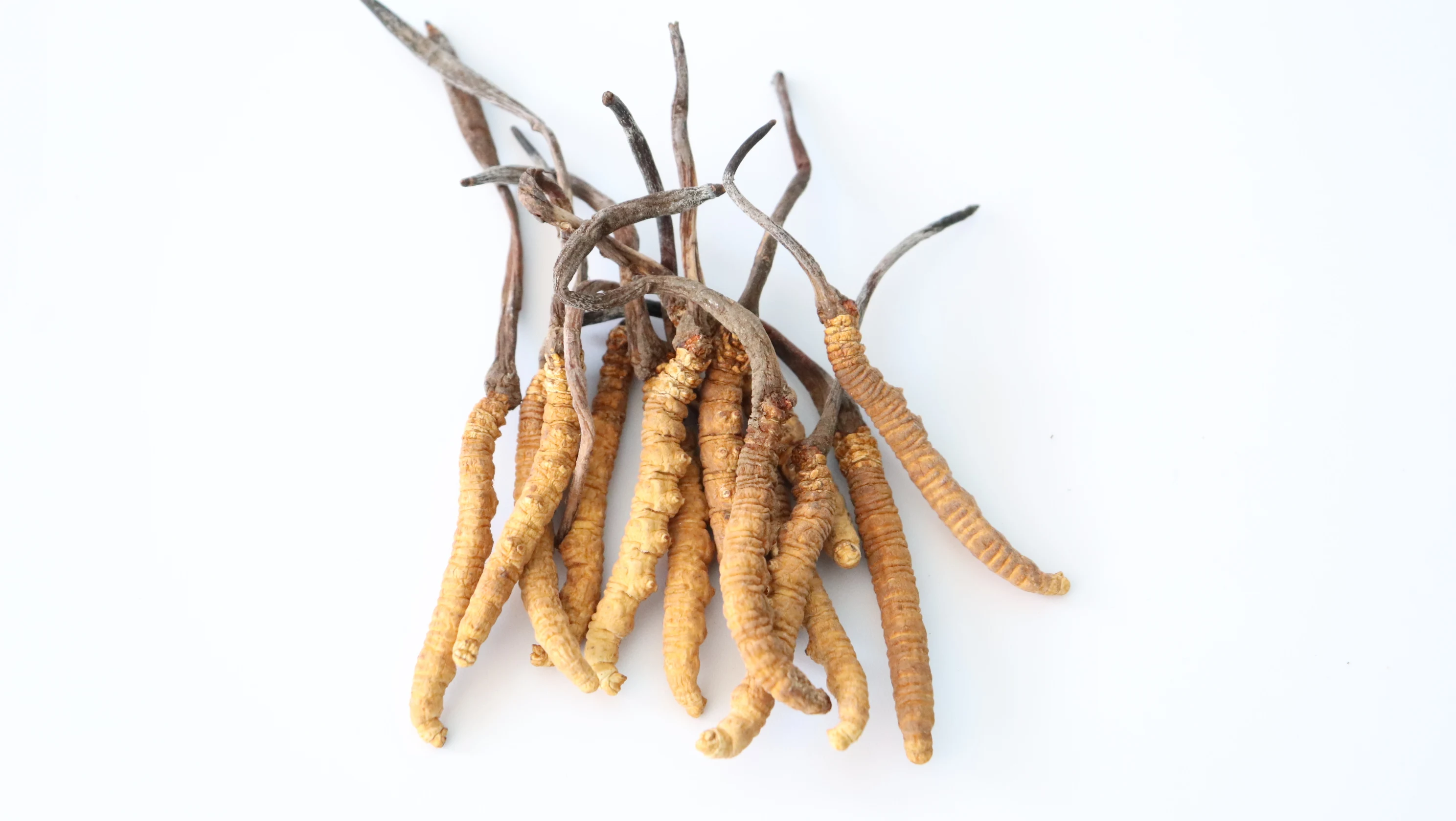 500g Tibet Whole Plant Cordyceps Natural Tiens 100% Herbal Cordyceps Sinensis