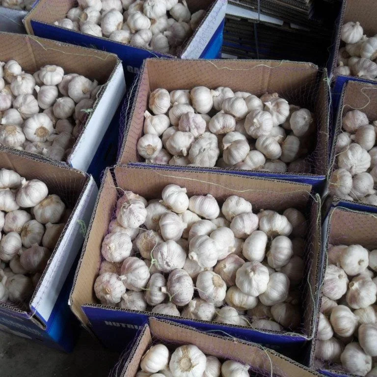 garlic seeds for sale galic