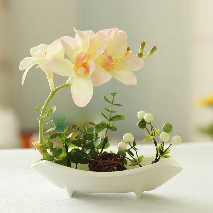 
Factory Wholesale High Quality Phalaenopsis Orchid Seeds 