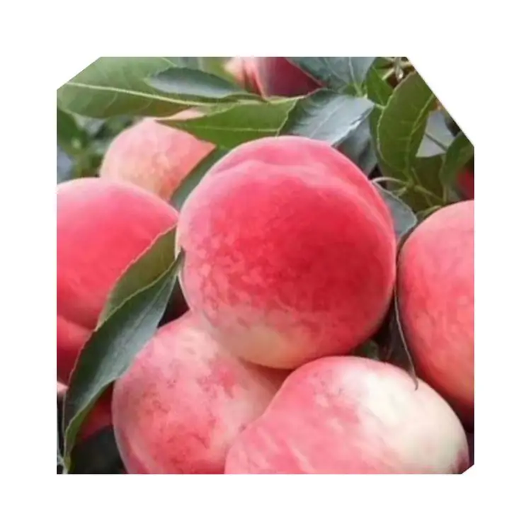 Рекламная цена на персики фрукты Пекин № 7 свежие персики
