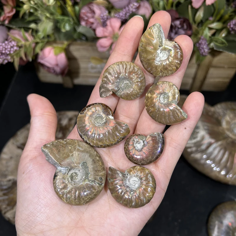 Kindfull Ammonite Fossils Healing Crystal Quartz Meditation stones Ammonite Fossil for collection