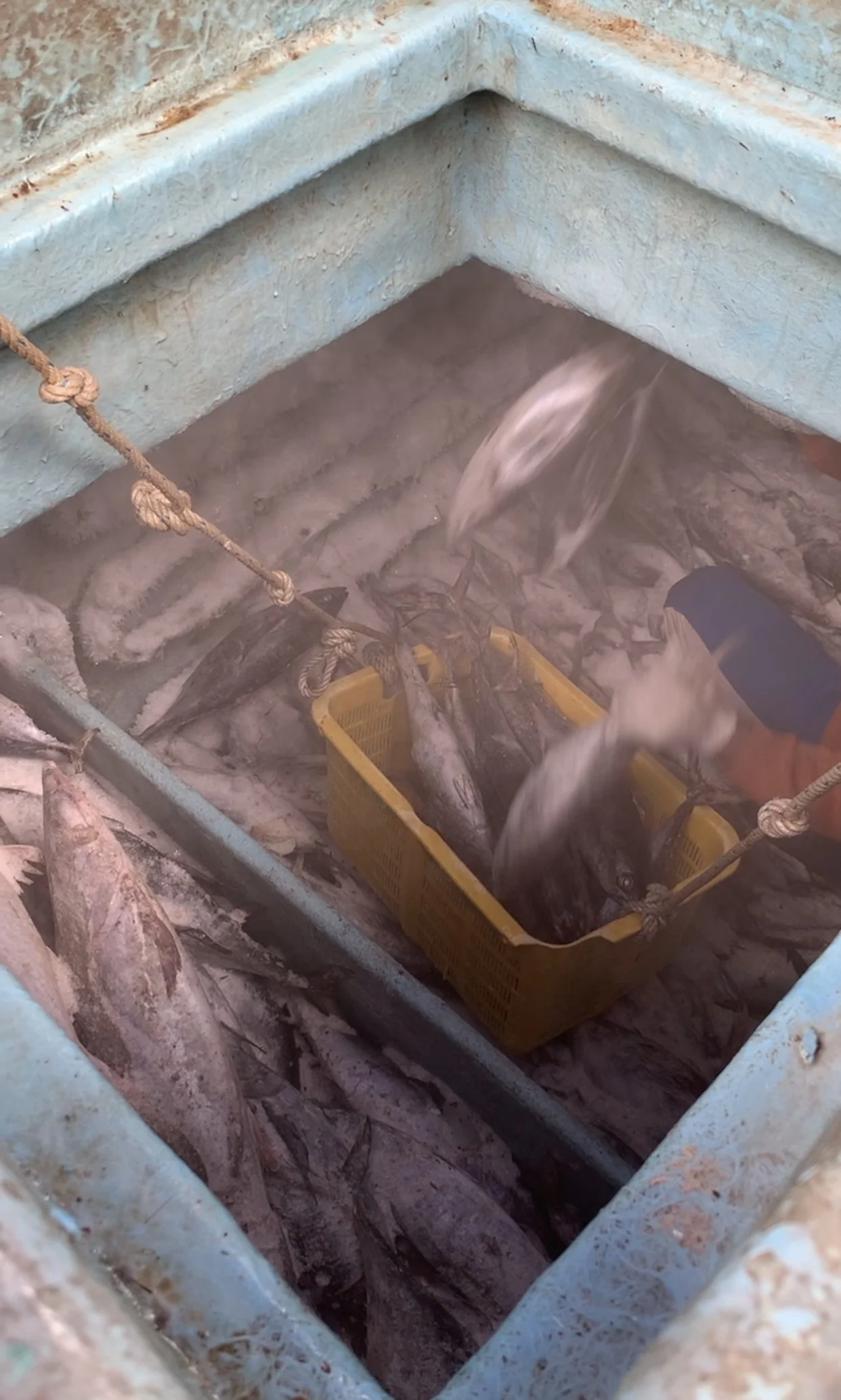 frozen Tuna king fish mackerel best quality from indonesia