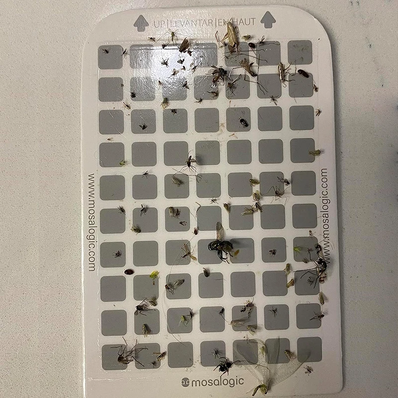 Sticky Cardboard Moth Trap