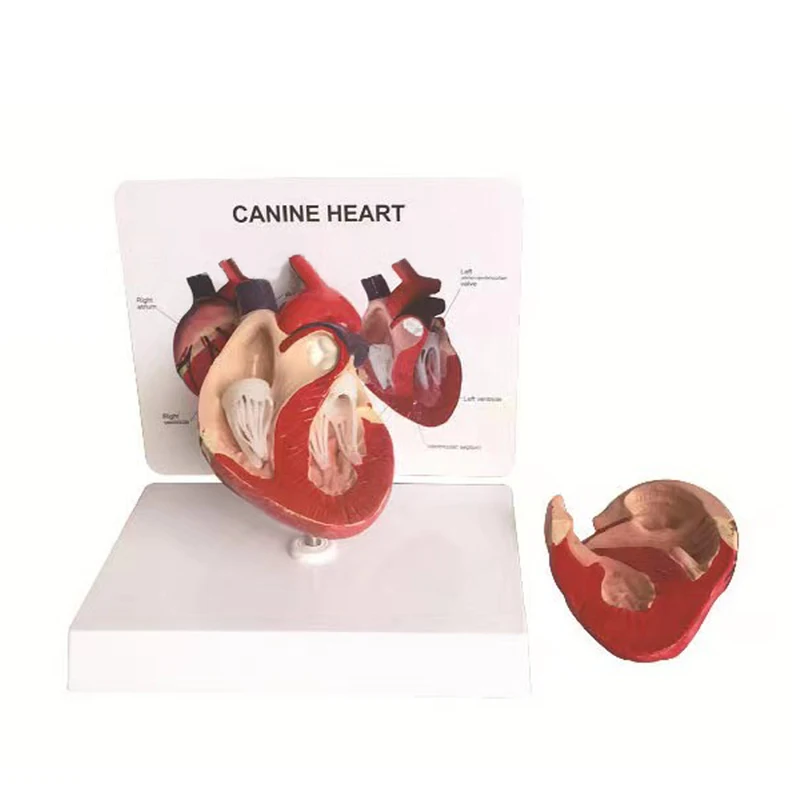 medical science dog  heart anatomy model for medical Teaching  with instructions in English