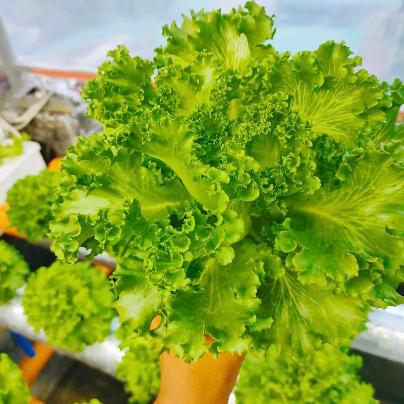 Hydroponics Vertical Farming Planting Square Channel System 100x50mm Indoor NFT Grow Kit Systems For Garden and Agricultural