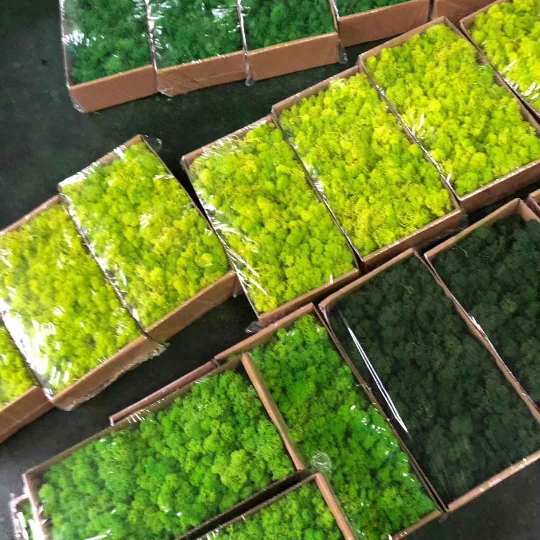 Green moss decorative preserved artificial moss wall custom-made preserved moss wall