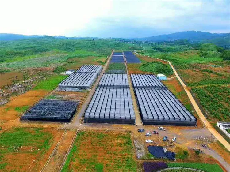 
Aglaonema tissue culture seedlings Aglaonema-Auspicious Red baby plant seedlings 