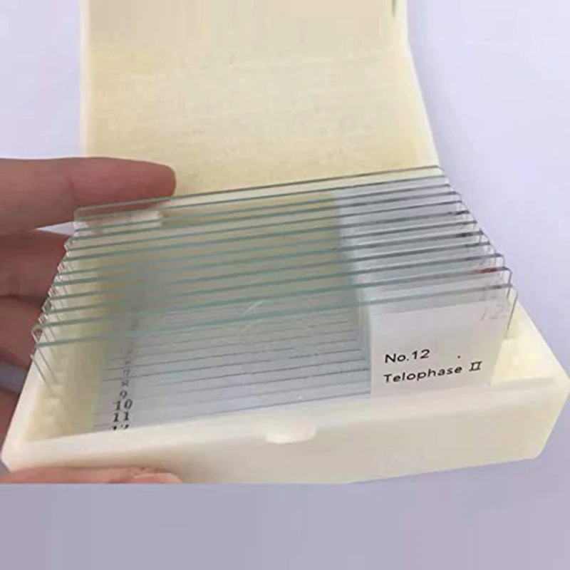 12 Pieces Onion Anther Meiosis Microscope Slide Plant Onion Meiosis Slides Set For Laboratory