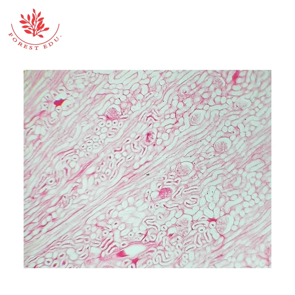 Teaching Resources Glass Slides High Quality Cover Glass Human Skin Sec Through Hair Slides Human Histology Slides