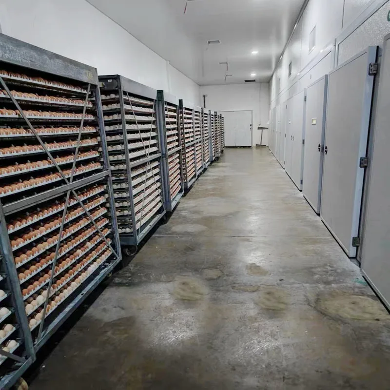 Multi Stage 90720 Eggs Automatic Chicken Egg Incubator Hatching Machine