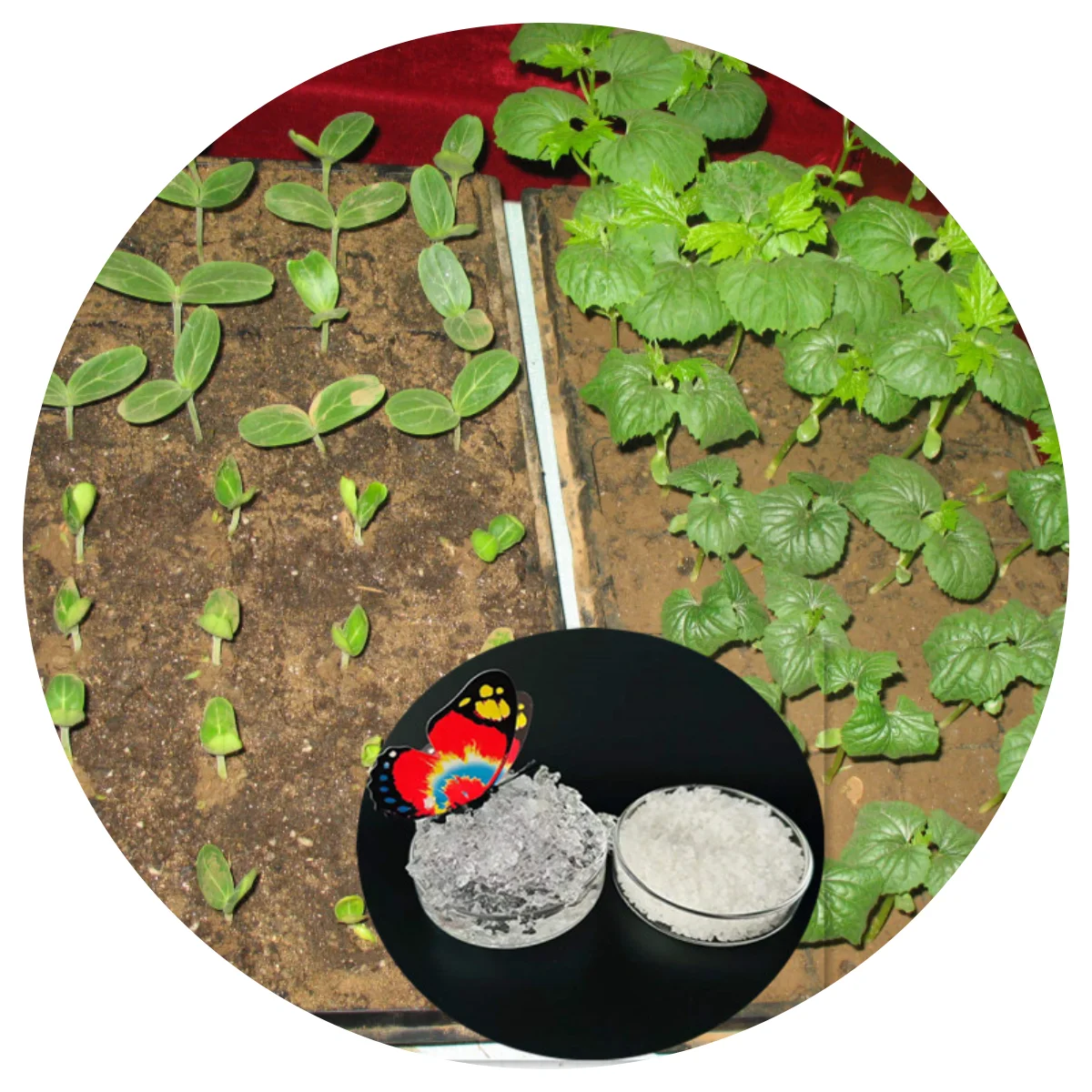 Chinese Manufacture SAP Super Absorbent Polymer for agriculture using as water retention agent