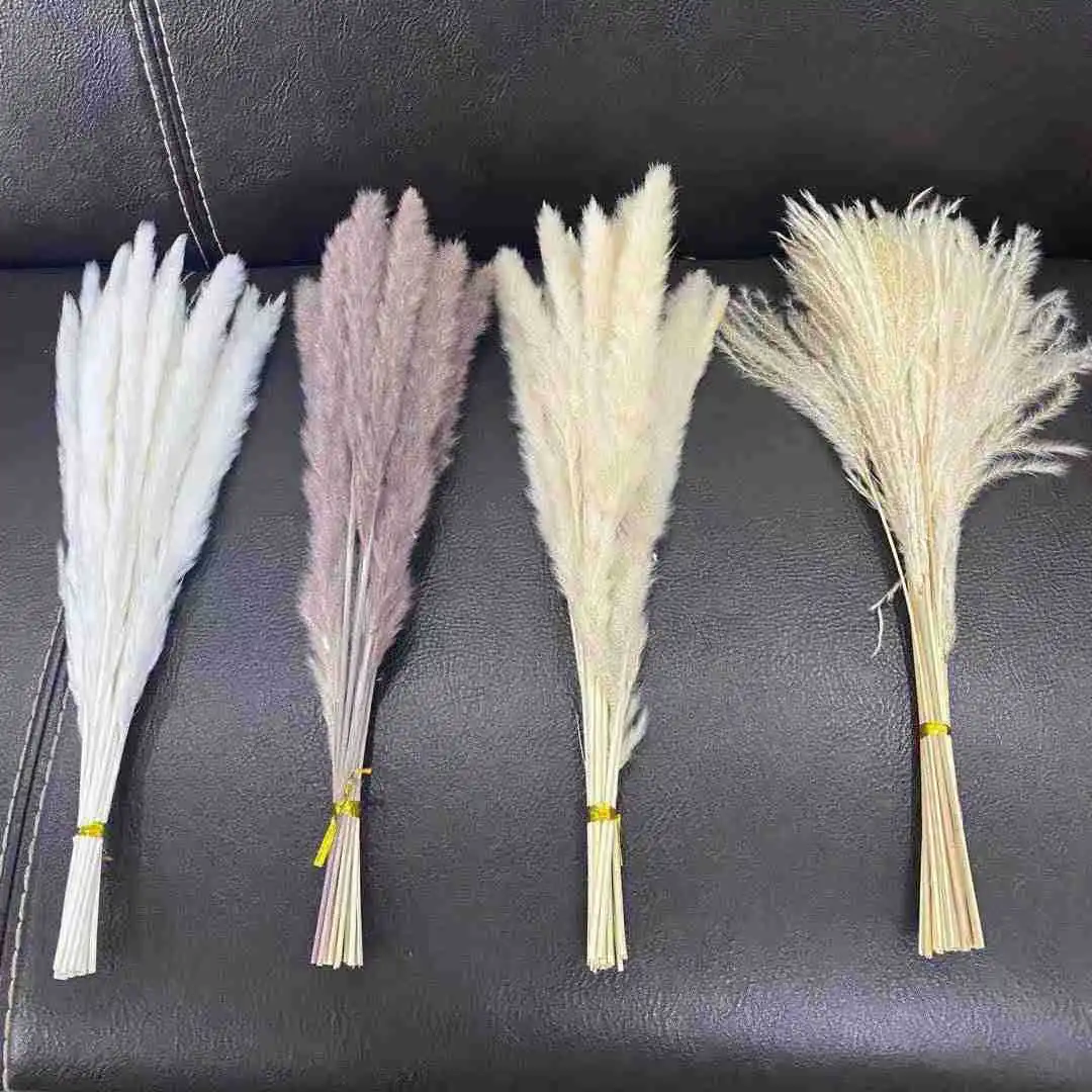 Cheap Price Real Dried Pampass Long Lasting Small Pampas Grass