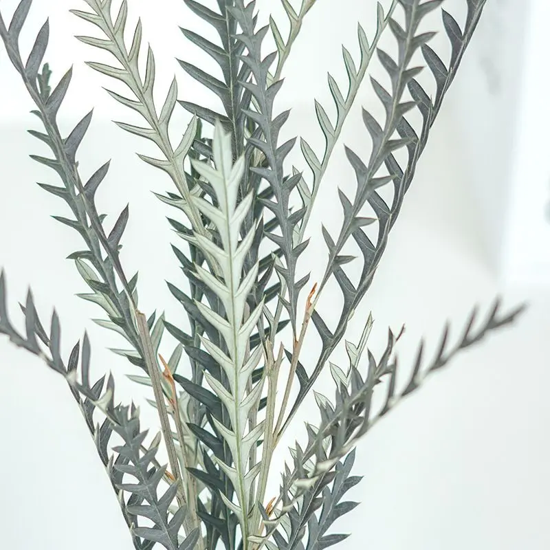 2022 INS hot Nordic style fern leaf preserved  sword tooth leaf for home decor