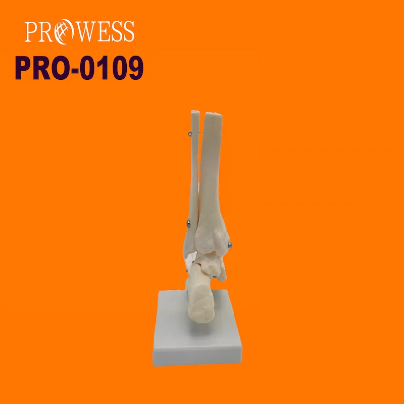 PRO-0109 Life-size Human Foot Joint skeleton Model Medical Anatomical for Medical Teaching