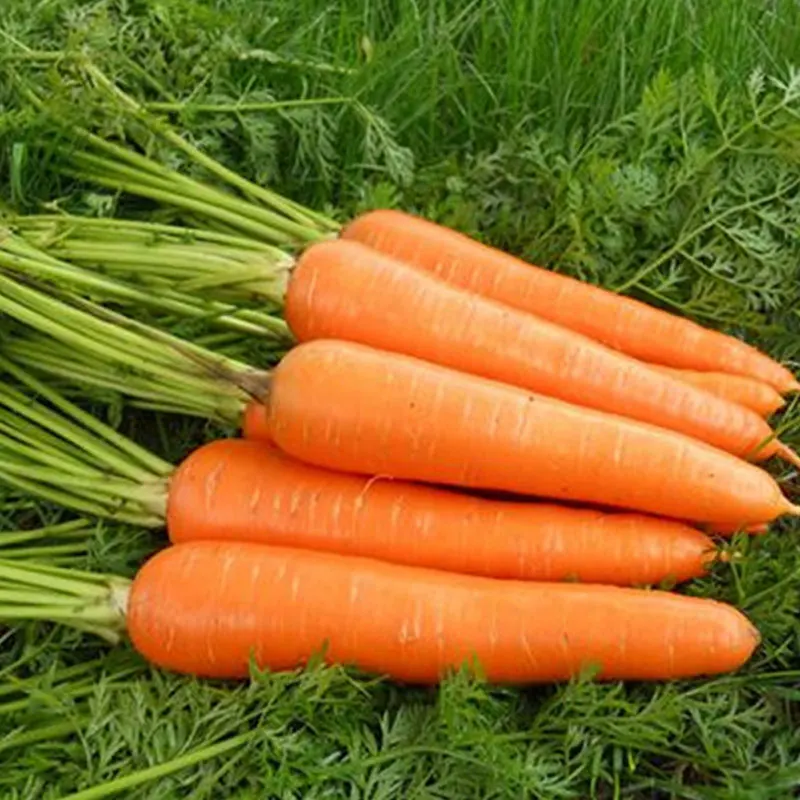 Wholesale Fresh Vegetables Carrot Fresh Carrots Carrot Fresh