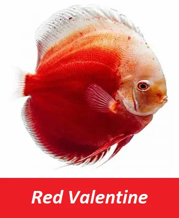 Fish - Best Selling Wholesale Discus Aquarium Fish - Live Discus Fish Various Types and Colors