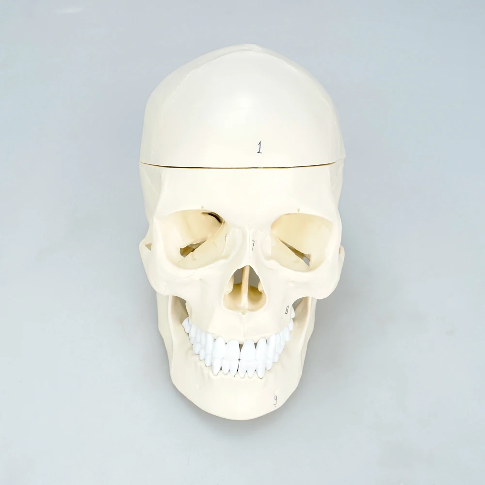 Plastic Human Mini Simulation Skull Dental Model Teaching Medical Anatomical Skull Model With Brain