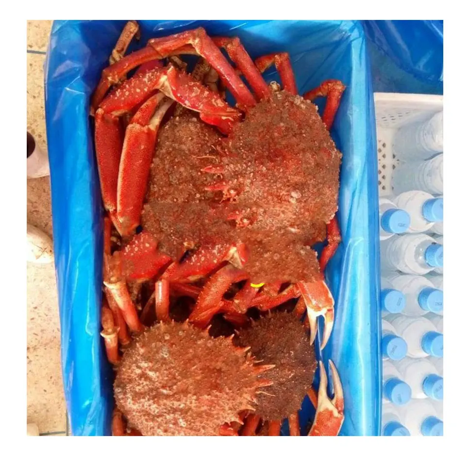 Живой