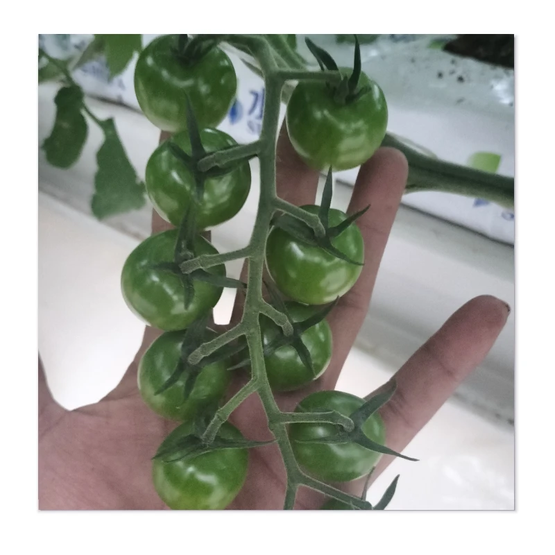 Guaranteed Durability & Wind Resistance at Affordable Prices - Greenhouses