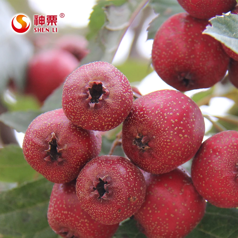 Боярышник, органические фруктовые закуски