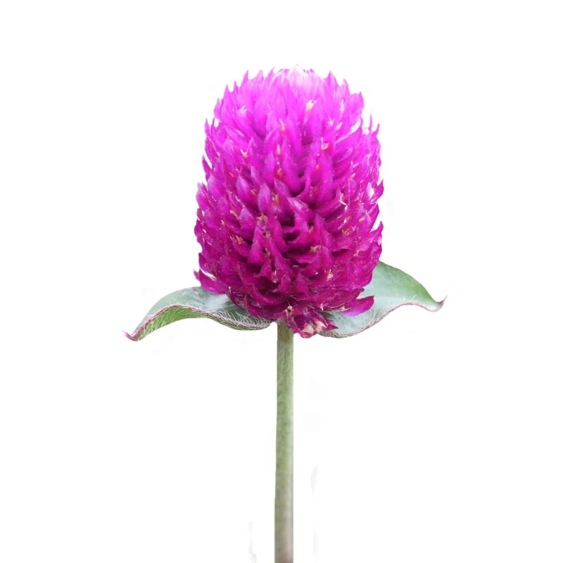 
high sprouting rate plant Gomphrena globosa seed cheap flower seeds 