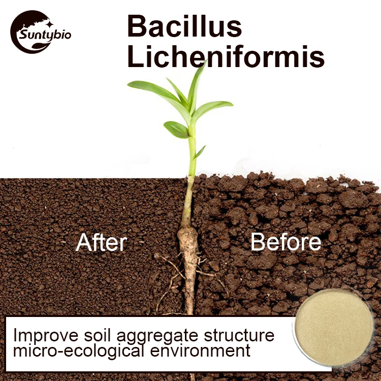 Bacillus Bacteria Bacillus Licheniformis Probiotics For Cattle