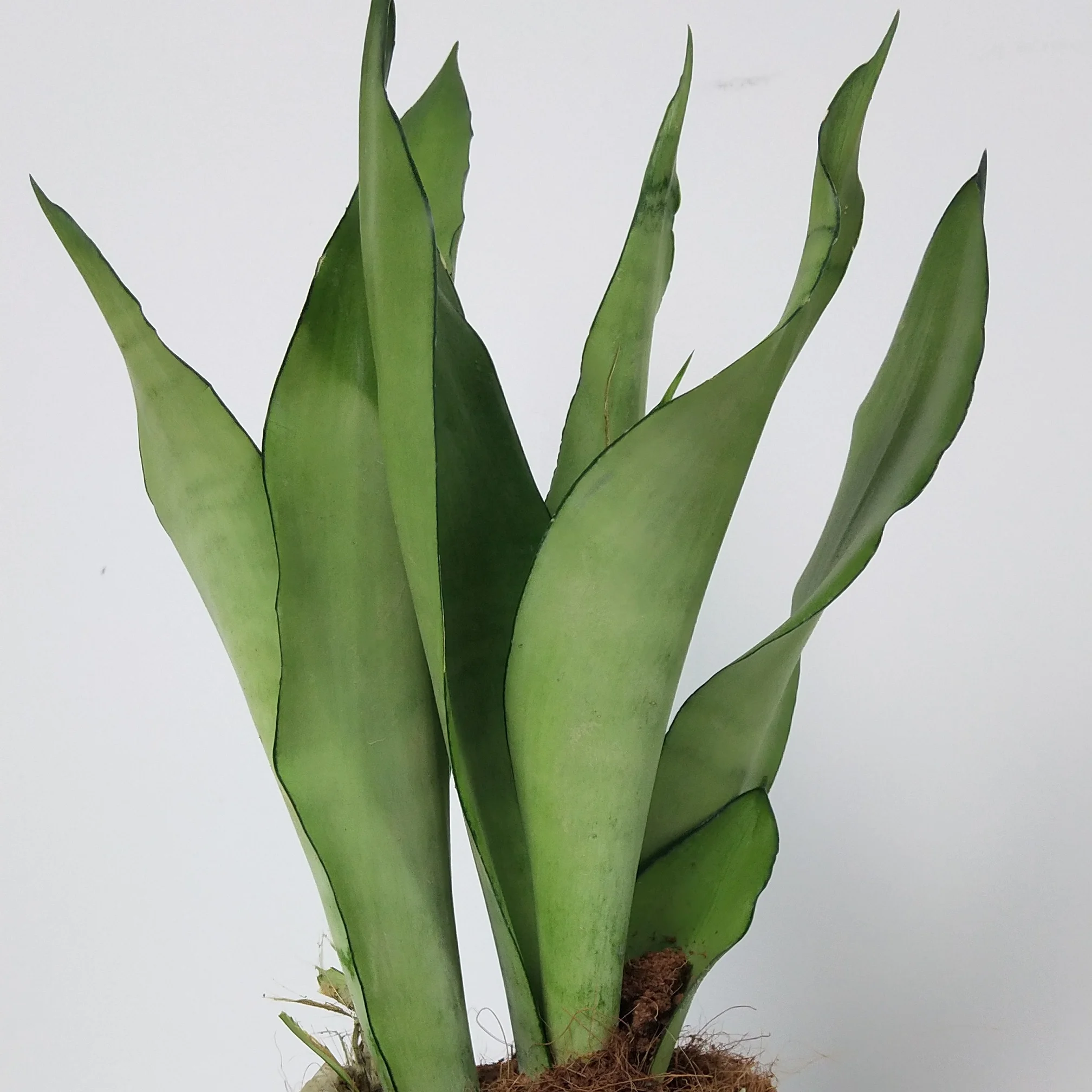 Factory Wholesale Plastic Snake Plant The Tiger Orchid Bonsai Artificial Sansevieria  Plants for indoor Decor