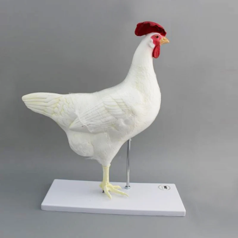 Cow stomach  Anatomy Medical Anatomical  detachable cattle animal educational model