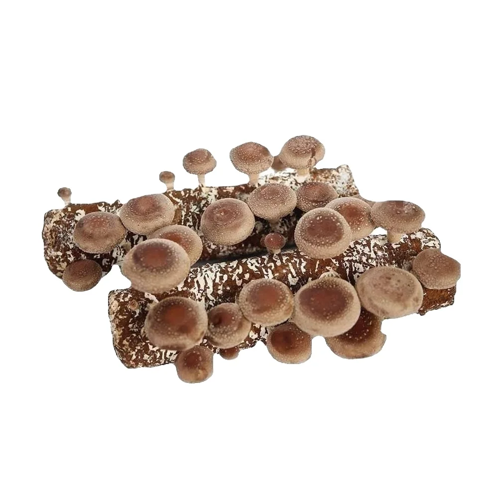 Top quality organic oak tree sawdust water film 808 big shiitake mushroom substrate