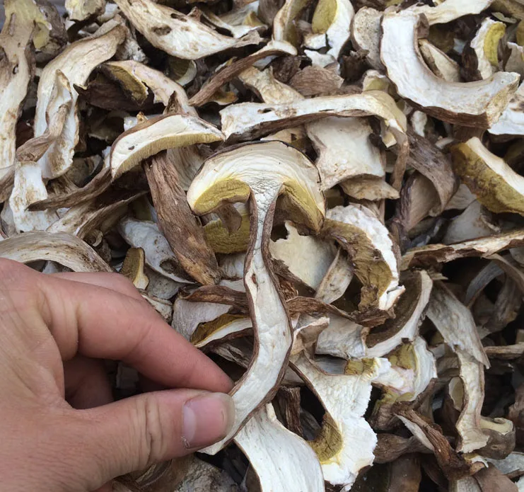 Wholesale Boletus porcini king belote mushroom