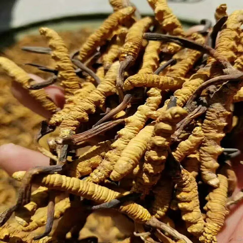 
Bulk sale Wild Natural tibet cordyceps Best yarsagumba 